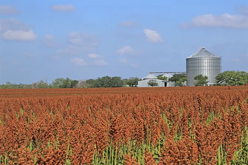 Field of red sorghum in front of grain silos under a blue sky